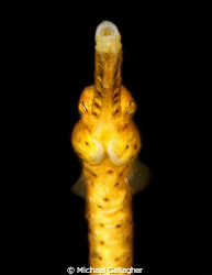 Yellow pipefish portrait - a slightly different perspecti... by Michael Gallagher 